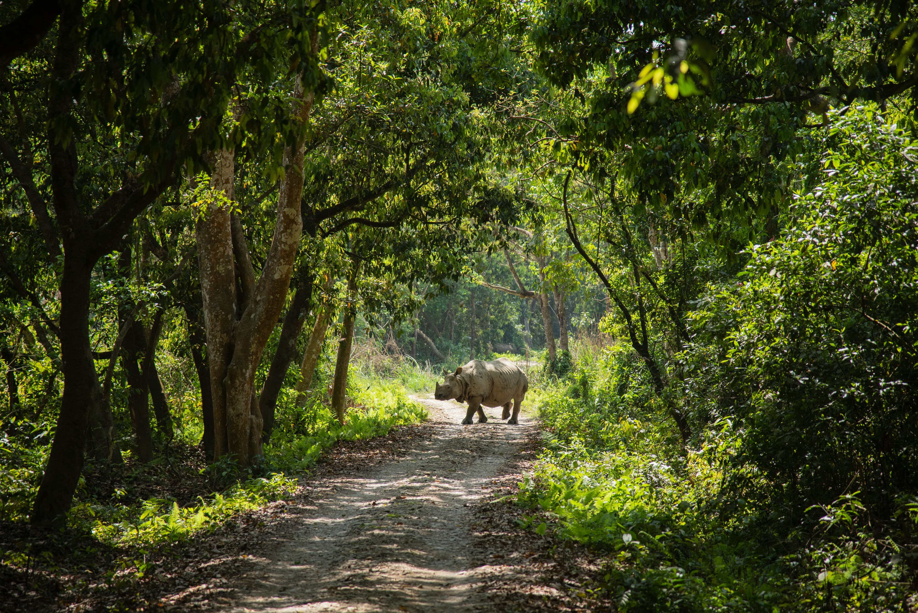 Chitwan Jungle Safari
